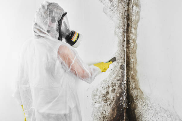 Mold Removal for HVAC Installations in Galveston, TX